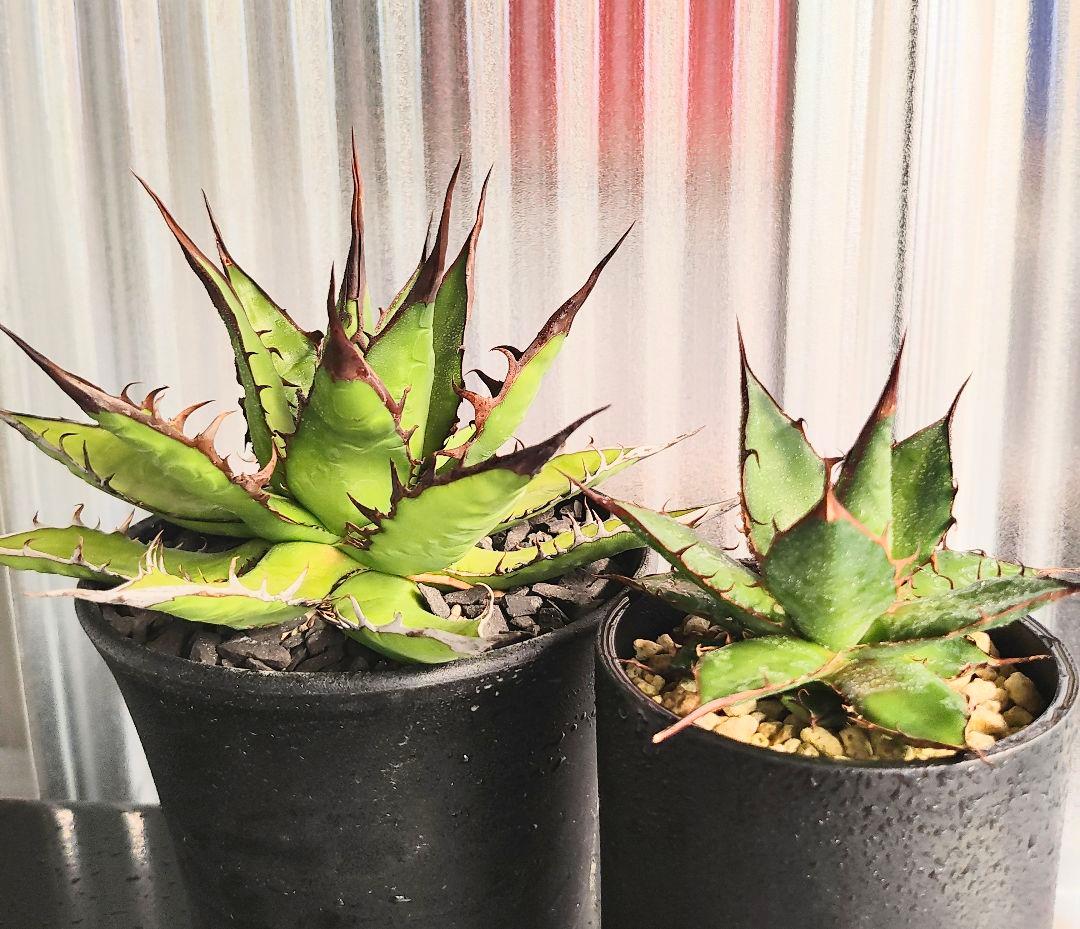 アガベ【中東ワイルドホリダ】黒棘ロングスパイン／子株 - メルカリ