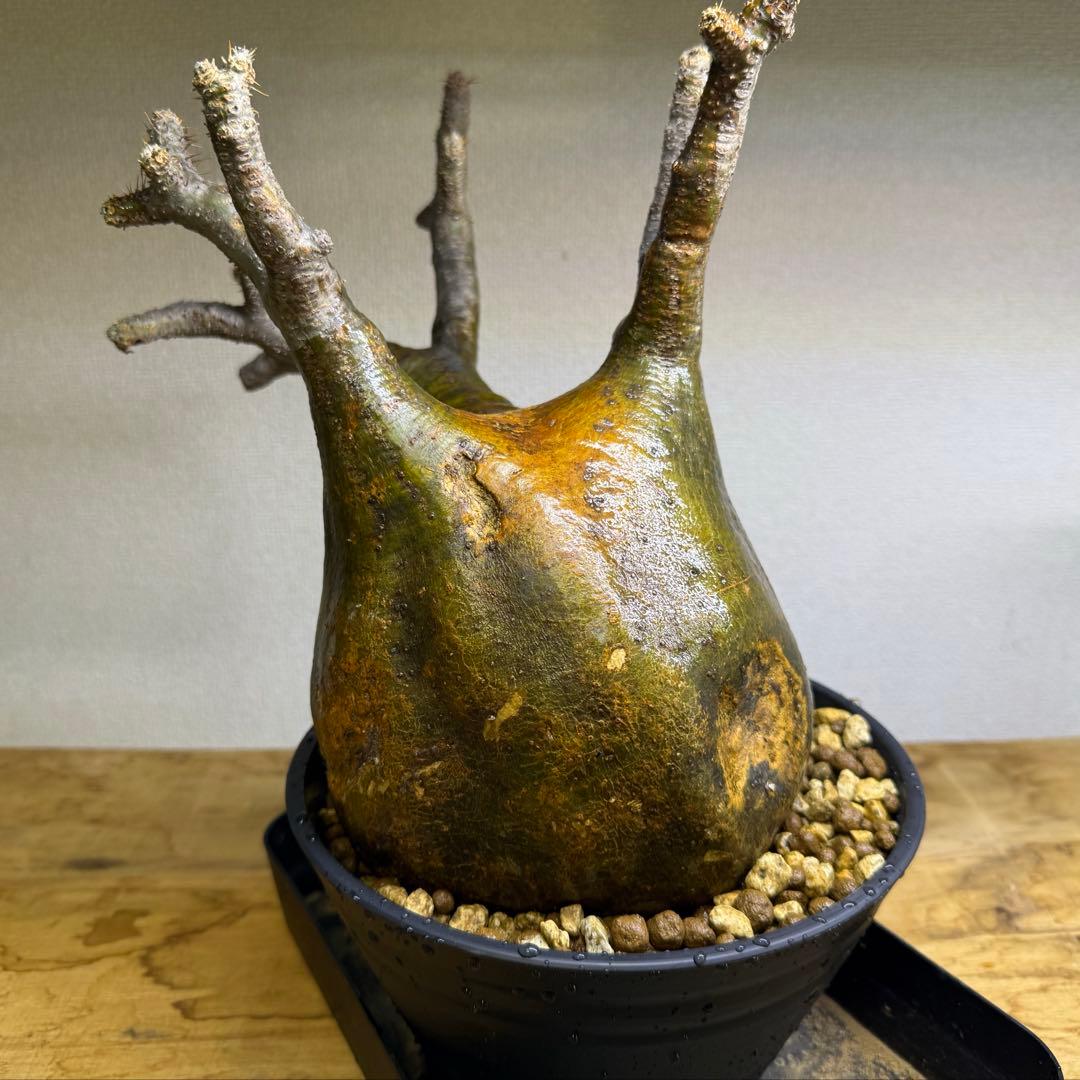 パキポディウム グラキリス LL 現地球 発根管理中 グラキリス現地球 発根管理②｜そだレポ（栽培レポート）byまんどれ