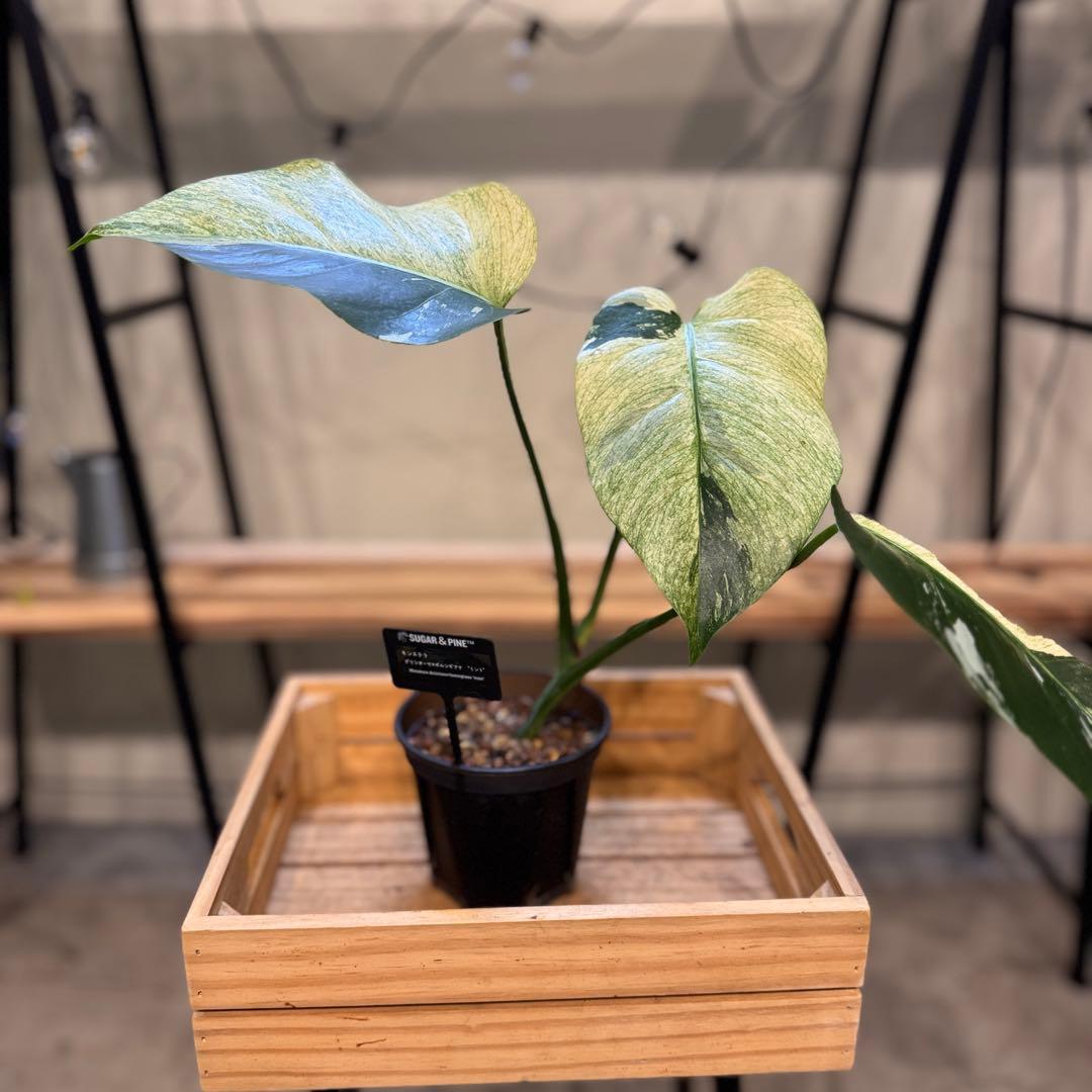 26 モンステラ ボルシギアナ 'タイ ミント' フルミントに転じる可能性