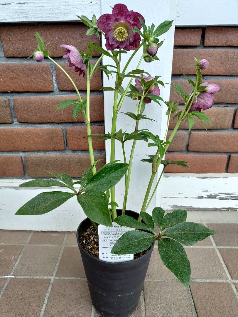 クリスマスローズ 広瀬園芸 4号鉢 - メルカリ