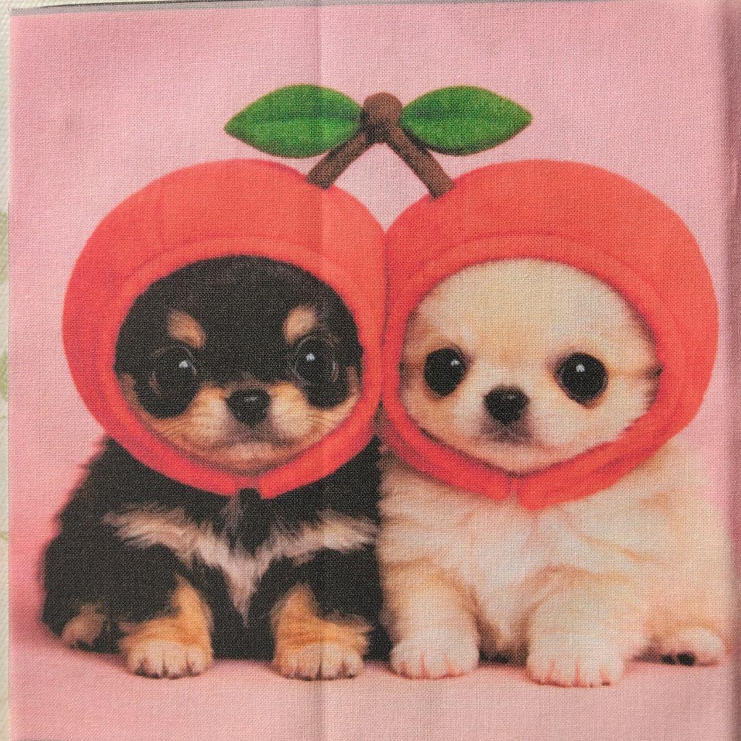 ☆受付☆チワワ