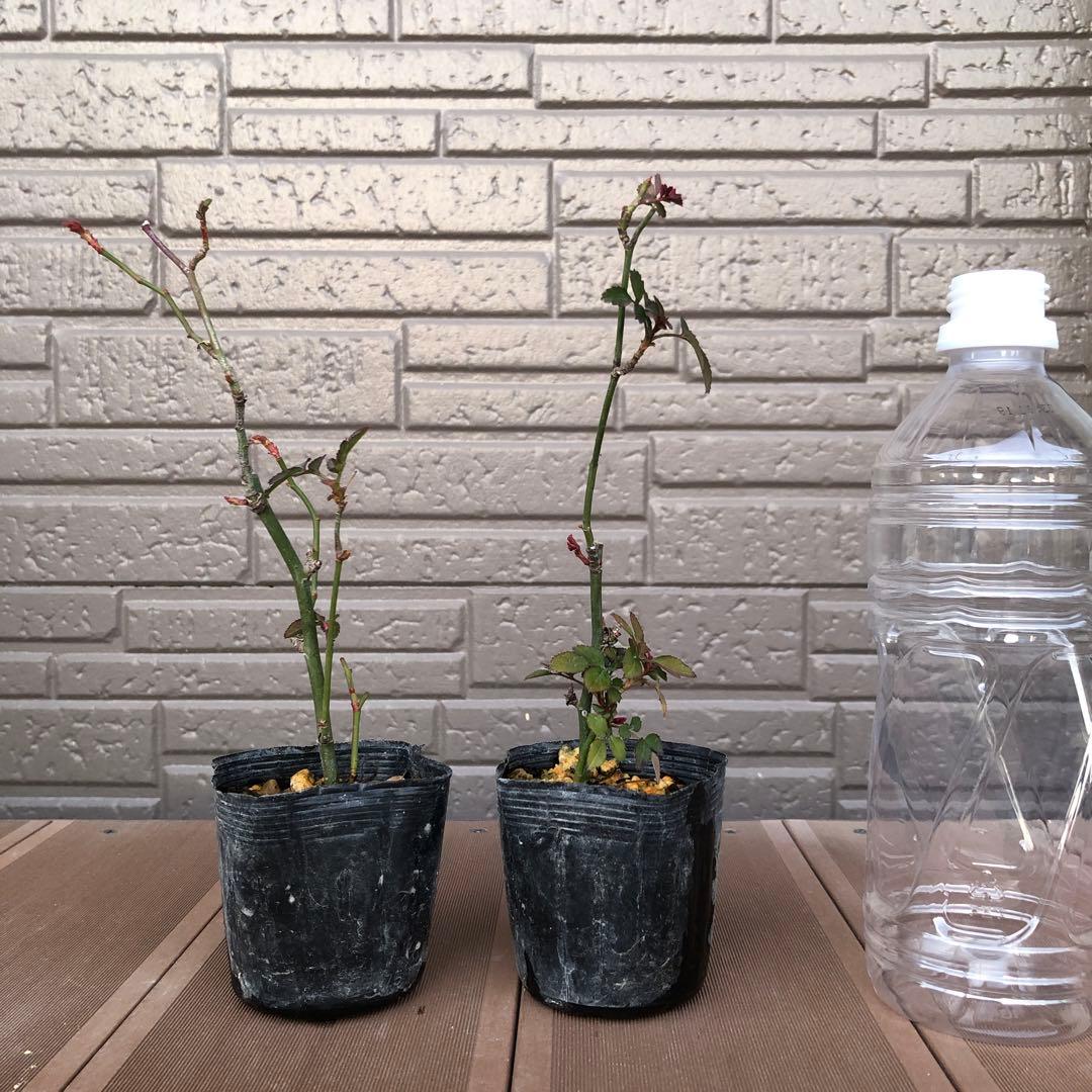 ユキコ 2苗セット つるバラ苗 ミニばら苗＊冬支度中のためお値下げ中