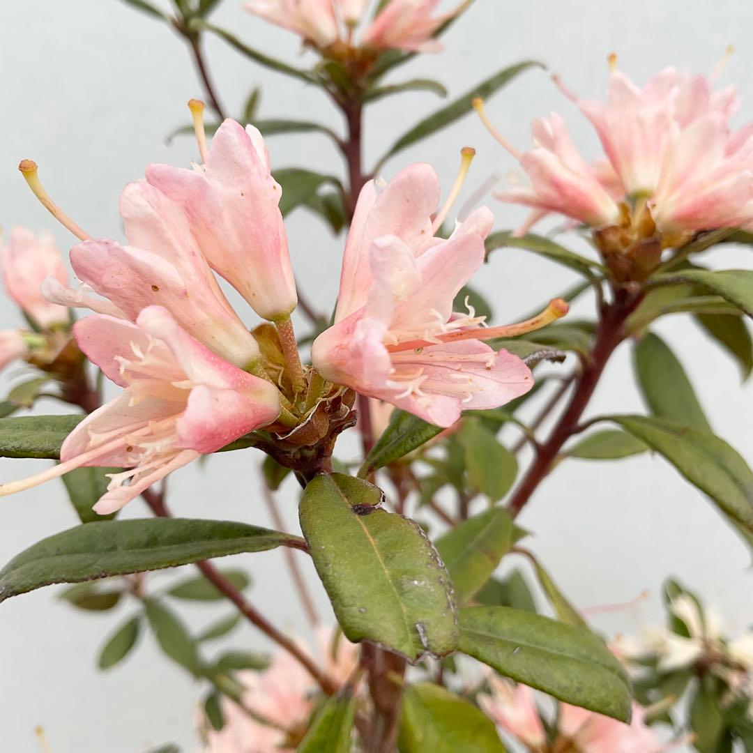 アンキャリーツツジ /98 - メルカリ