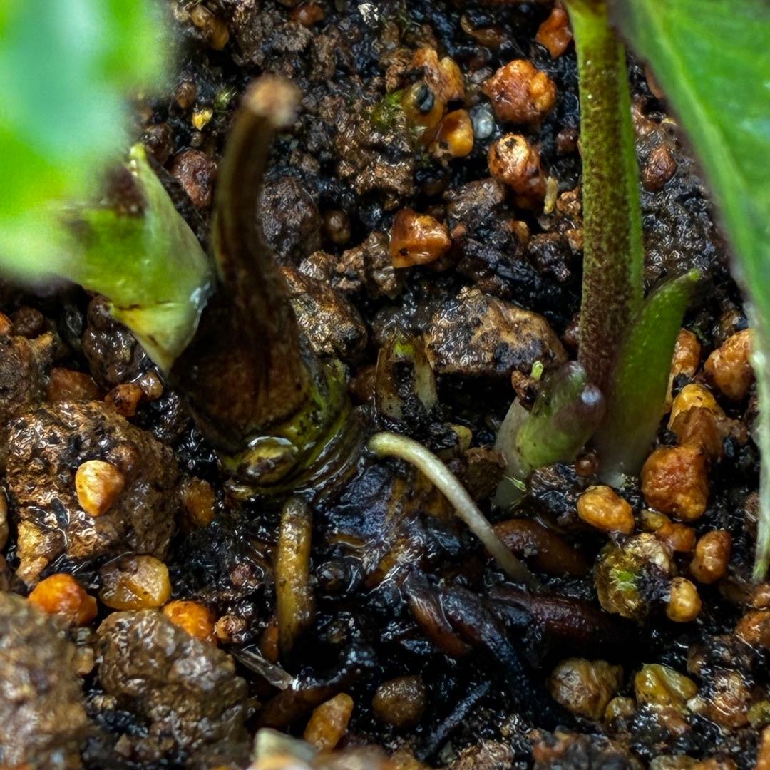 3606☘️花付き☘️⭐️ムルチ交配⭐️個性的⭐️くっきりダーク