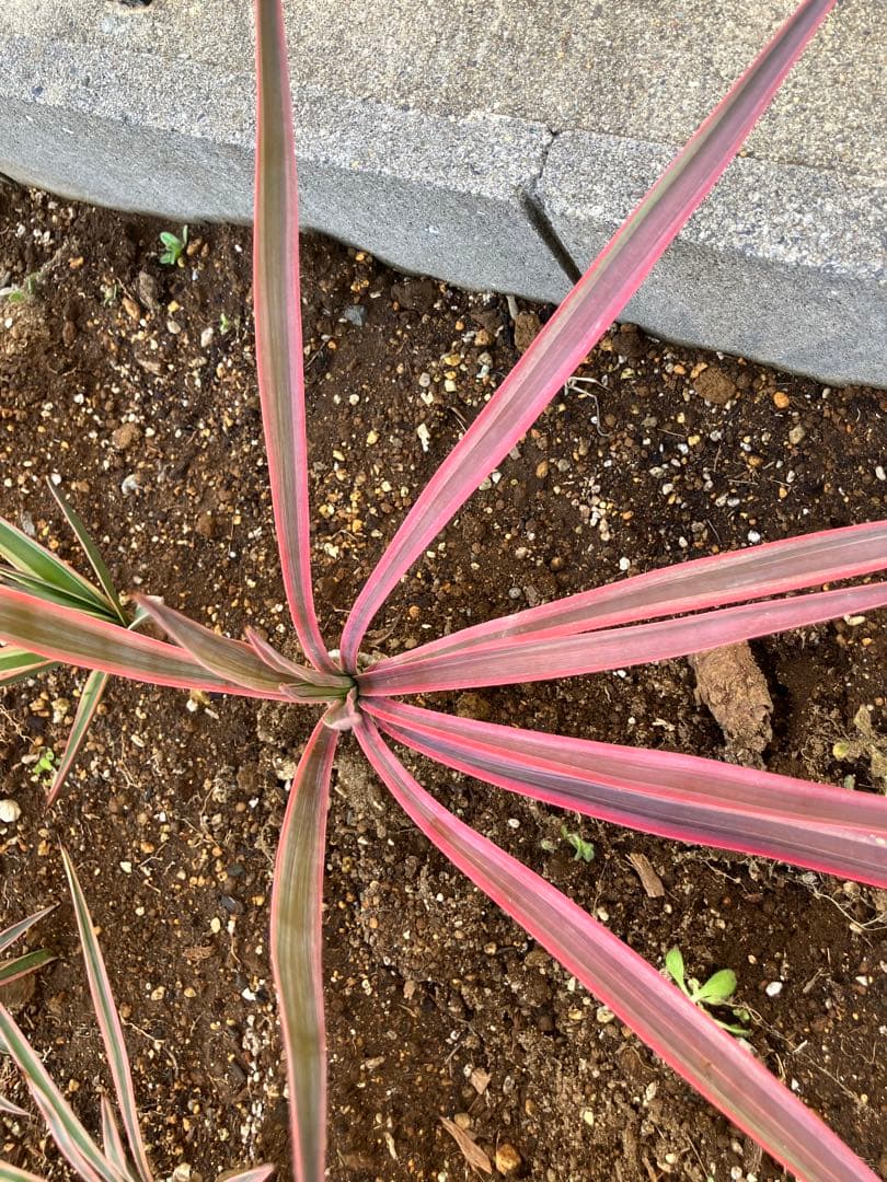 4株まとめ売り特価 発根済み】ユッカ アロイフォリア バリエガータ