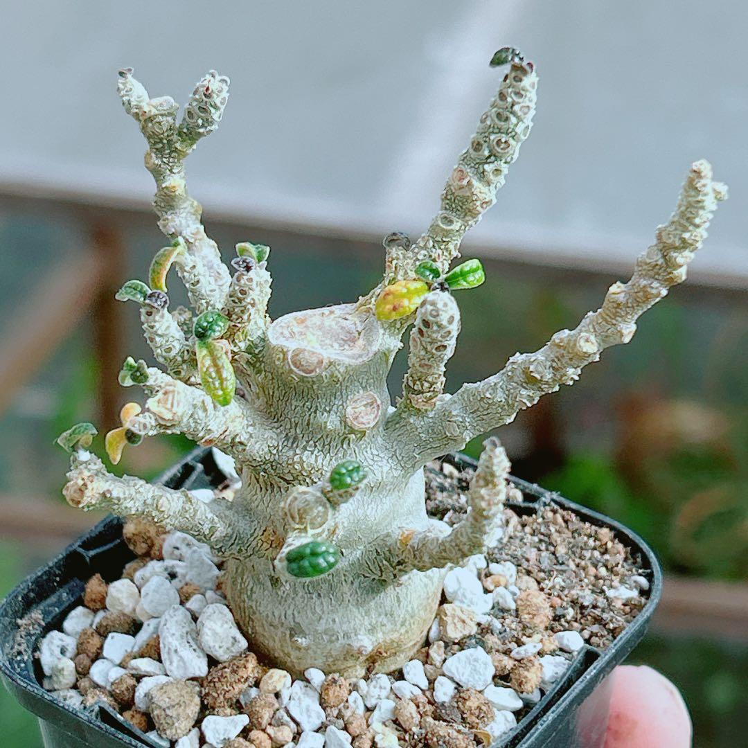 将来有望☆超選抜株☆早い者勝ち】 ドルステニア ギガス 実生 塊根凄すぎる