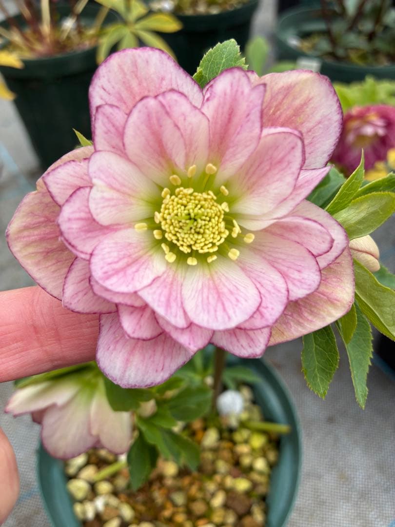 クリスマスローズ 25日まで ピンクグラデーション 5寸 - メルカリ