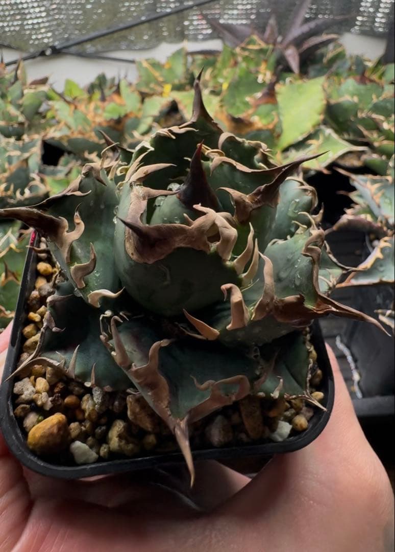 アガベ オテロイ実生 オアハカ 選抜株 (検 清櫻 皇冠 セオクラ