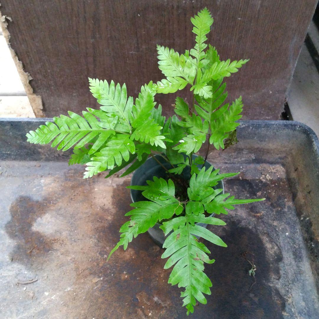 ワケアリ 中⑦ 品種不明シダ