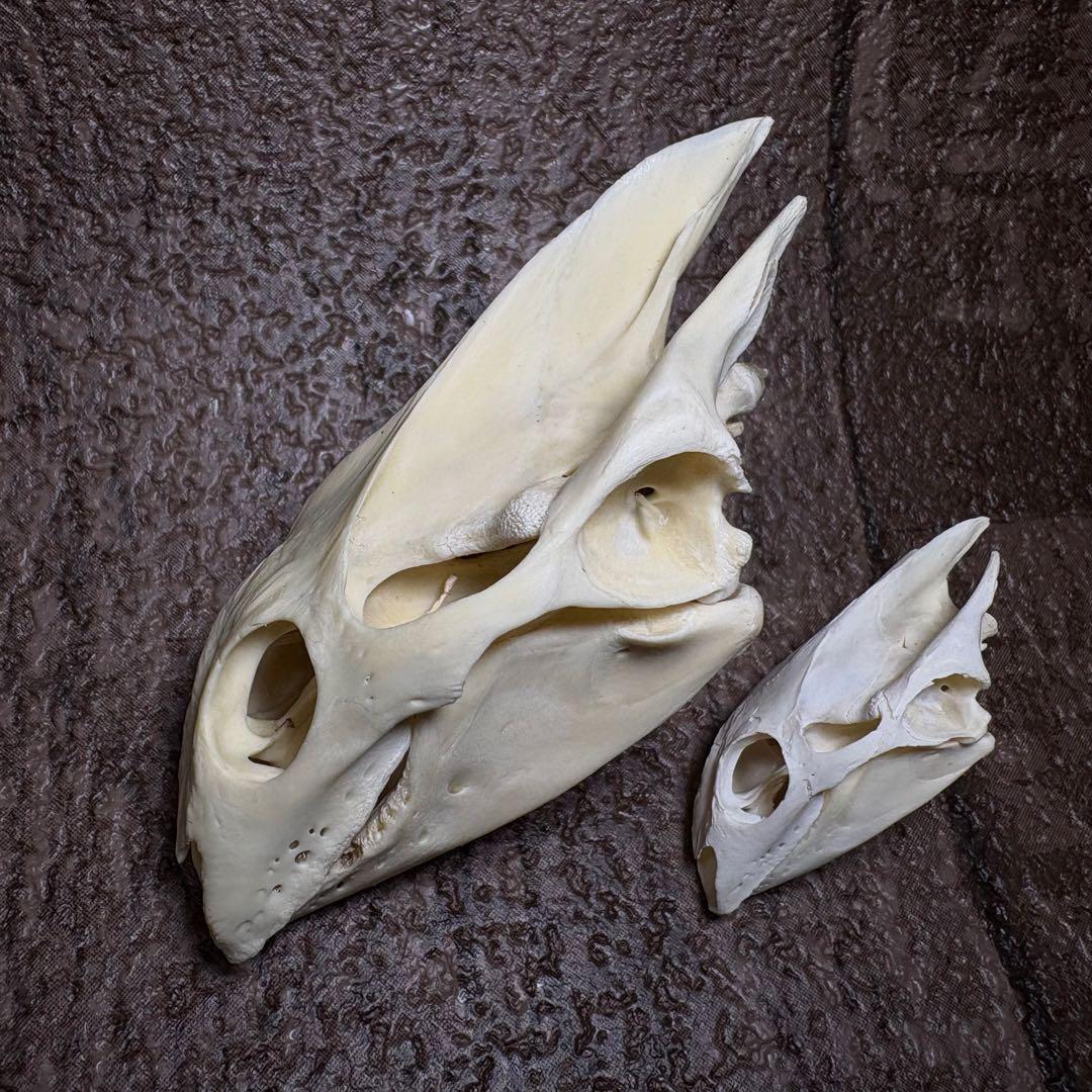 スッポン 亀 カメ 頭骨 頭蓋骨 骨格標本 - メルカリ