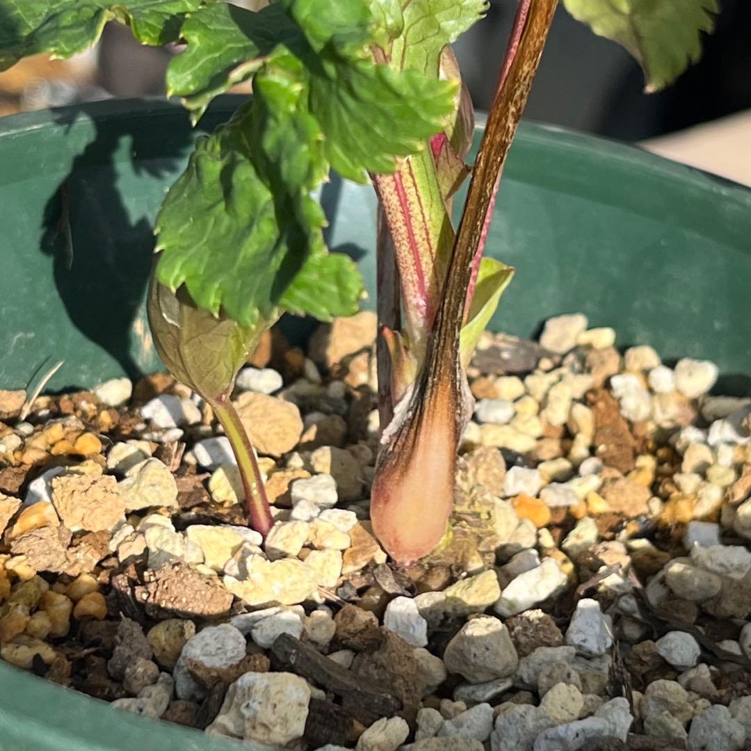 まらぎ ポット発送☘️ラスト☘️❤️セール❤️3154【❤️極上カラー❤️ミスティーク