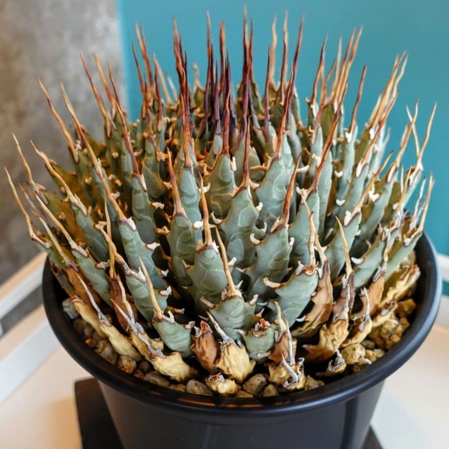 【7号XXXLサイズ】発根屋史上最大級・最高のエボリスピナ・発根済の陽炎株