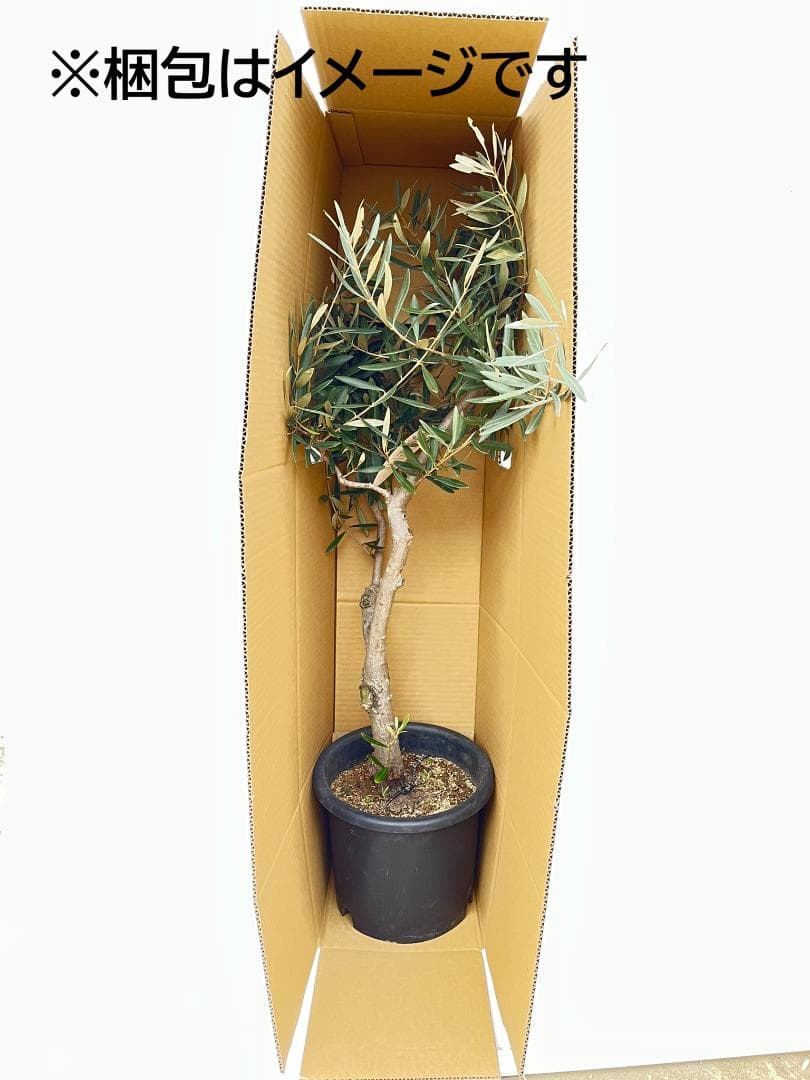 オリーブの木 ペンドリノ 10号 約160cm K-339 現品掲載 - メルカリ