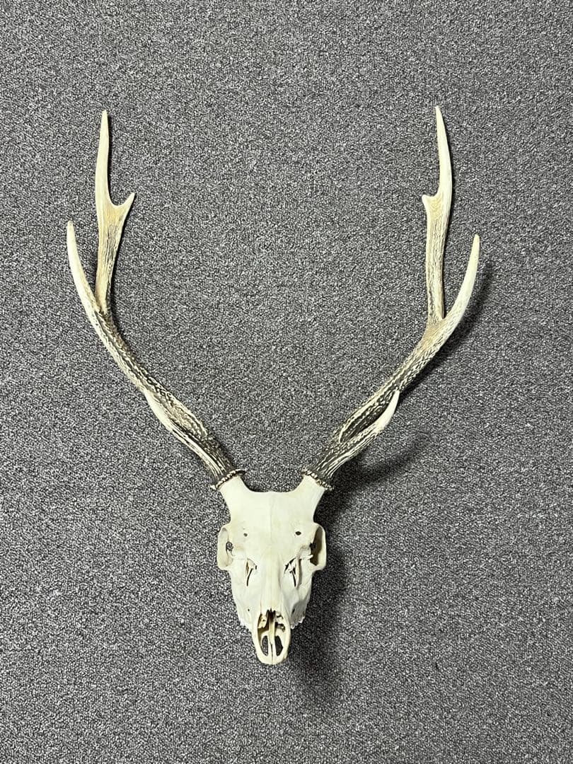 ニホンジカ 鹿の角 頭蓋骨 インテリア ハンティングトロフィー Amazon | シカの角鹿の角頭蓋骨付雄鹿ニホンジカハンティング