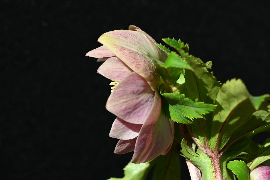 クリスマスローズ ddエクリプス系レッドゴールド 加藤農園