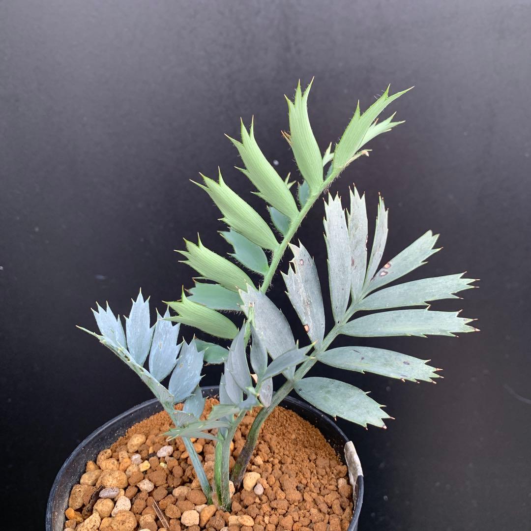 【南ア産・発根済】エンセファラルトス・ホリダス ｜No.2-16