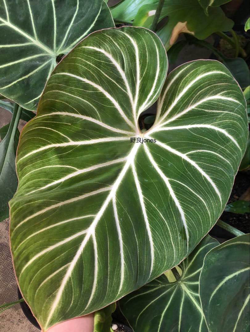 その他観葉植物 Philodendron gloriosum 'Radiante' 現品 限定品 レア品種 観葉植物 熱帯植物 フィロデンドロン