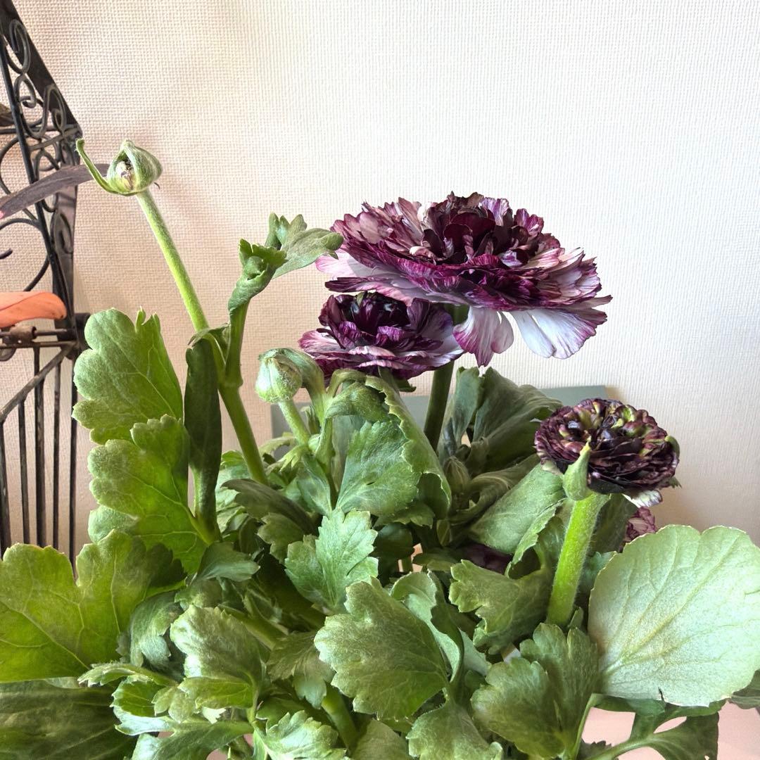 ラナンキュラス　イカロス　白多めパープル　４号ポット苗《2/11》