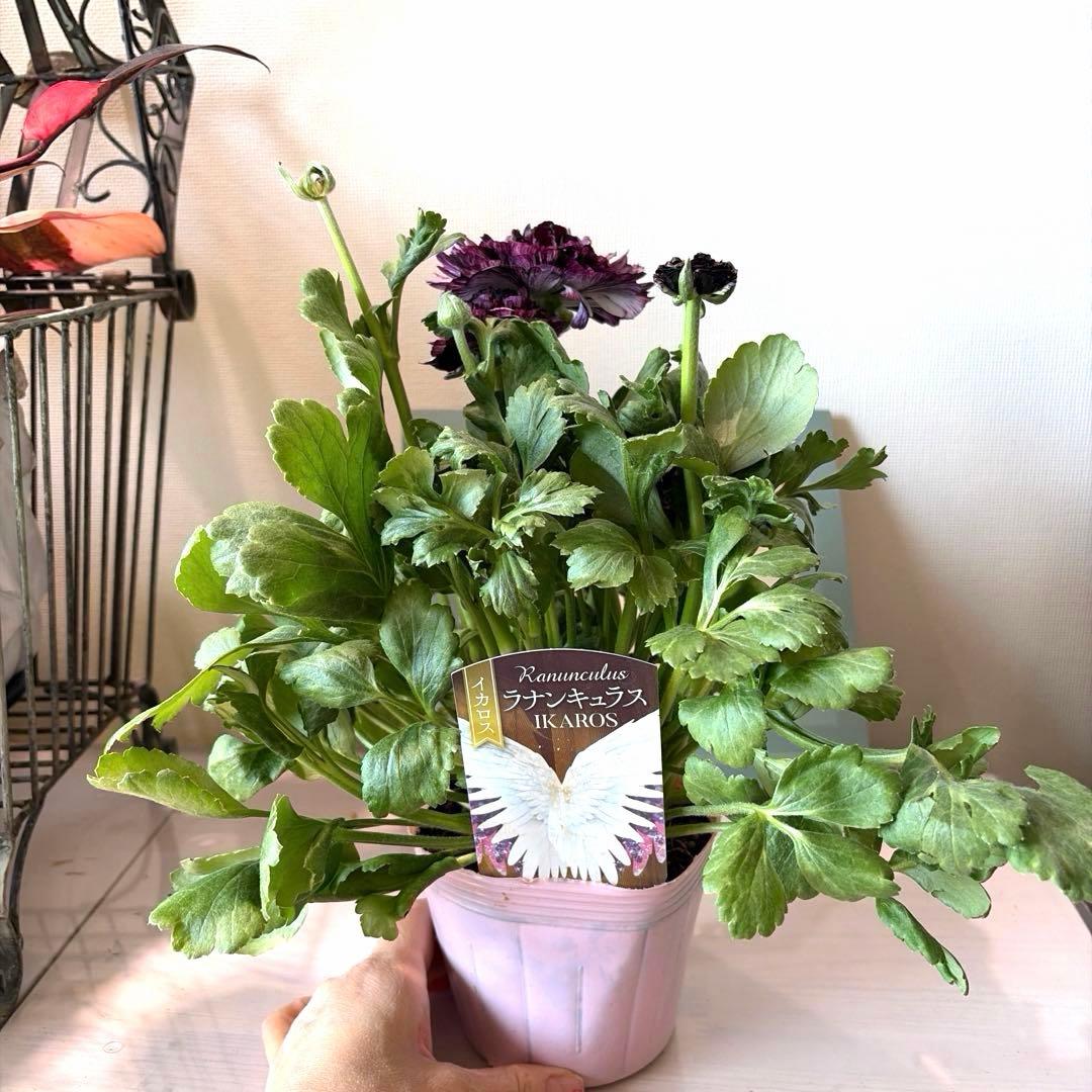 ラナンキュラス　イカロス　白多めパープル　４号ポット苗《2/11》