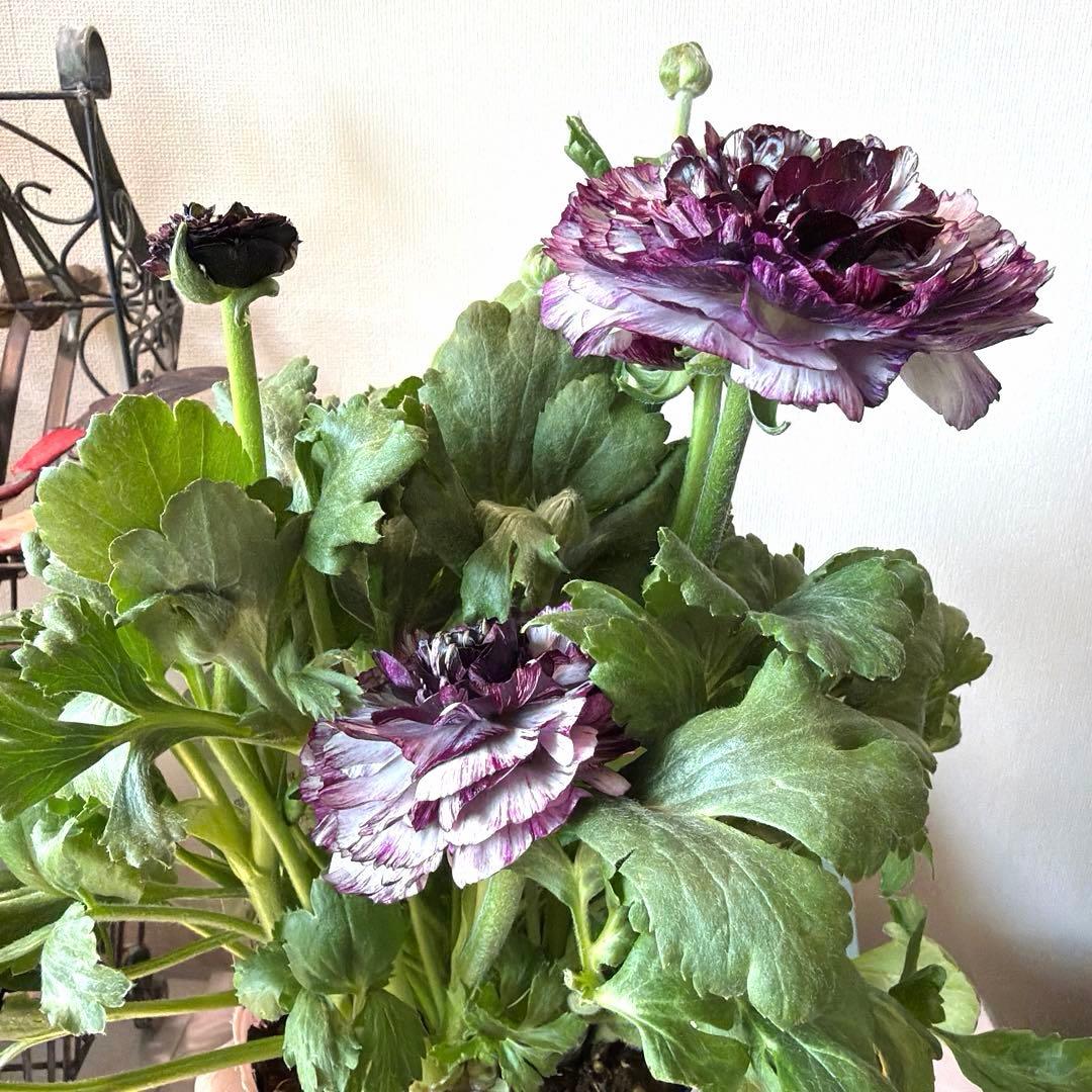 ラナンキュラス　イカロス　白多めパープル　４号ポット苗《2/11》