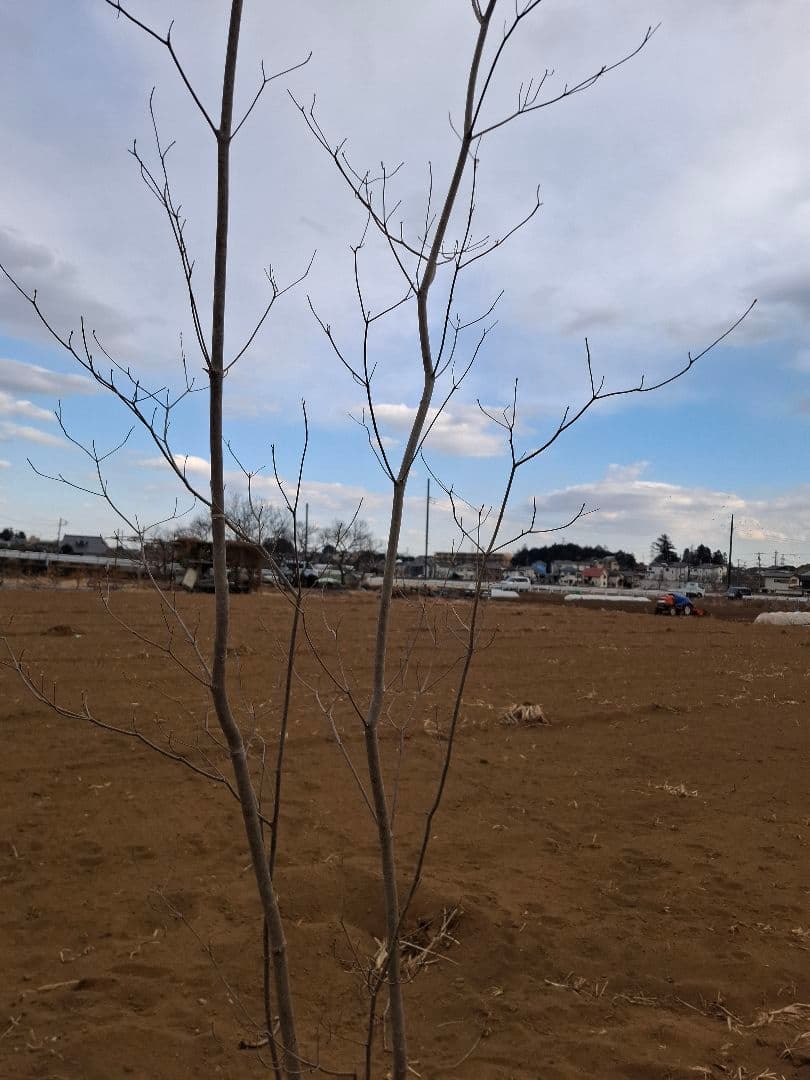 希少 サラサドウダンツツジ ーーアオダモ アオハダ モミジ 山彩りーー