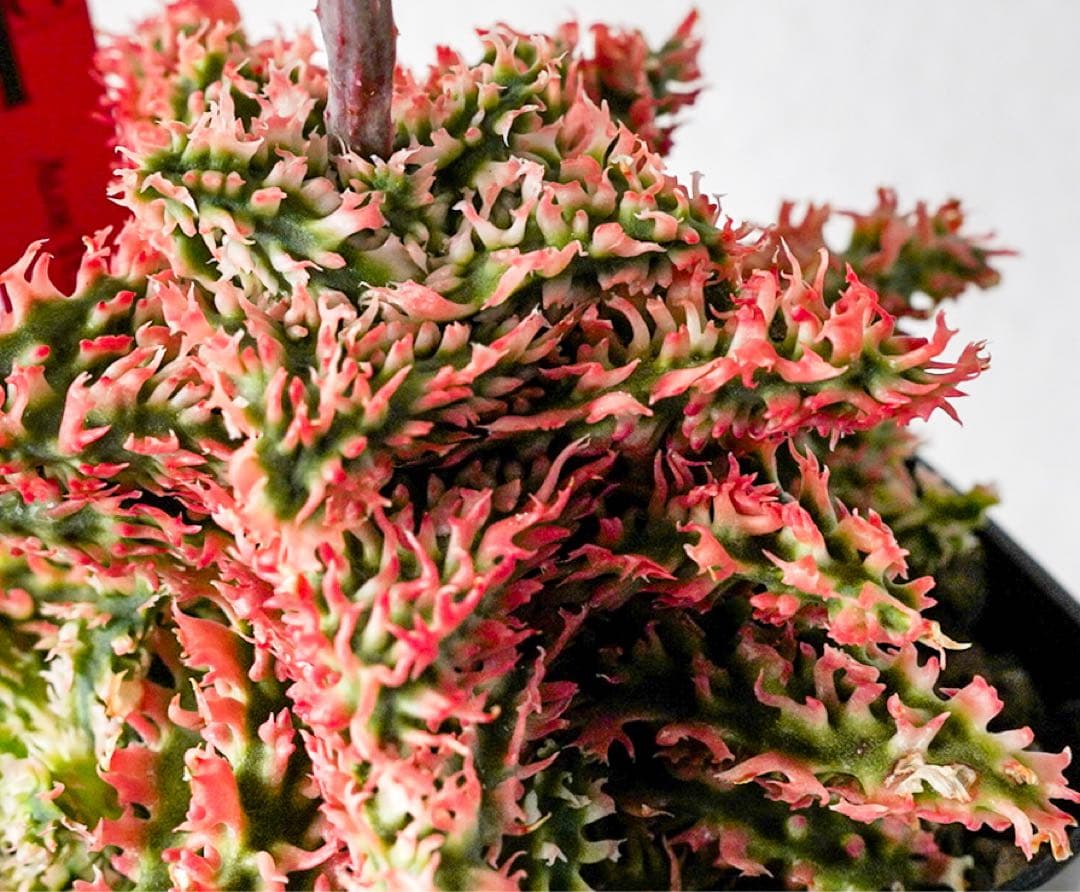 天*無様 アロエハイブリッド　TCT 燎 アロエ TCT ハイブリッド - メルカリ