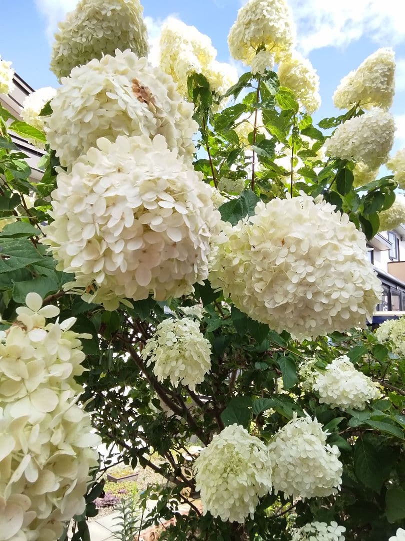 2025.9.追加ありピラミッドあじさい内容説明ご予約ページ（読む所から