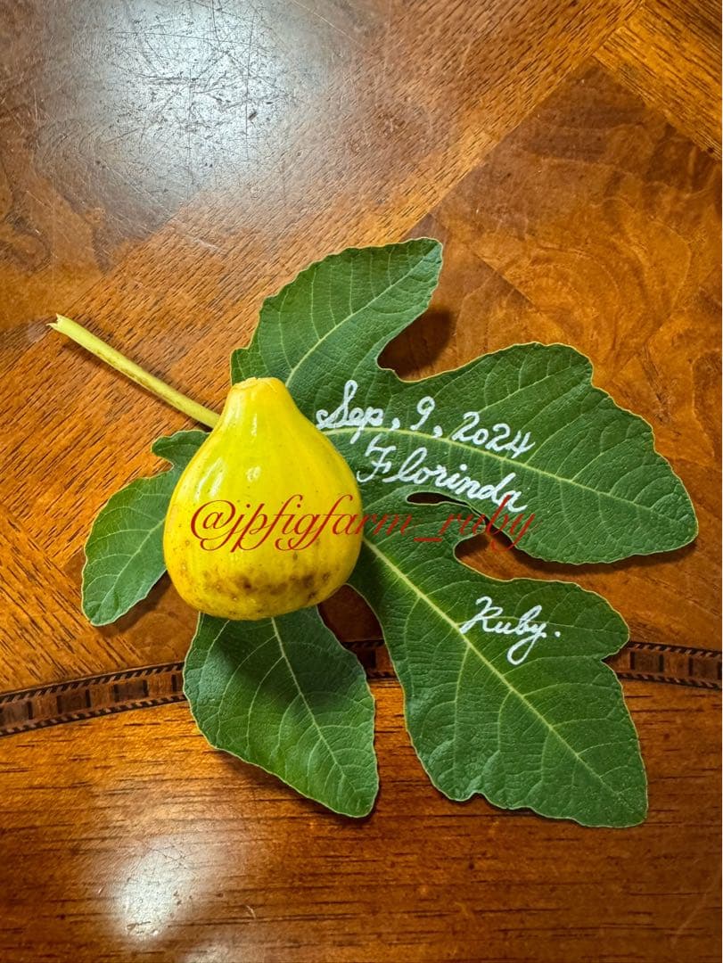 専用です。超絶お得！超超超レア結実確認済品種穂木3本セット