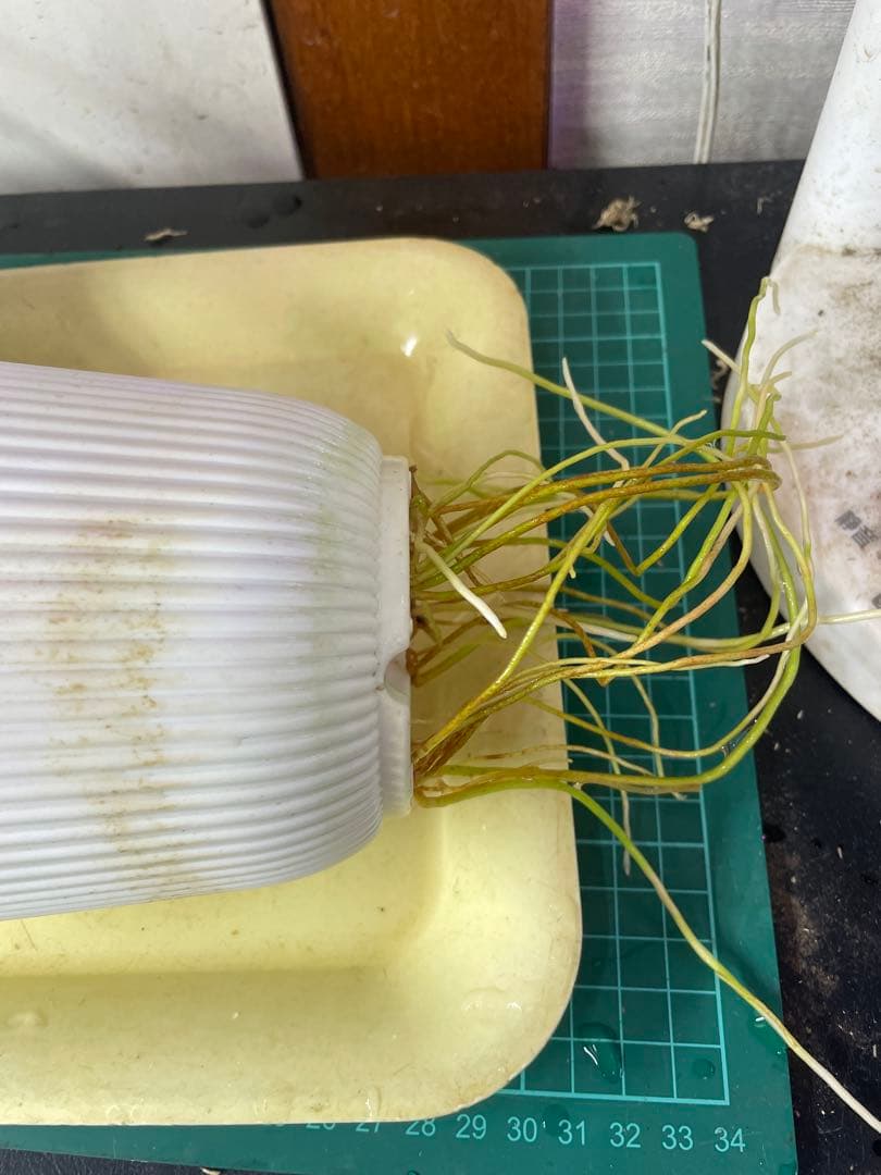 2株付き アグラオネマ アンダマン諸島 ポートブレア 北部地域 出射便