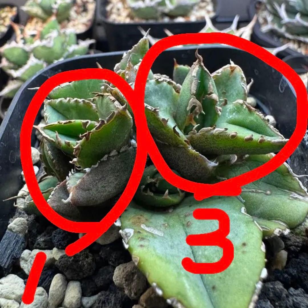 アガベ　清櫻　kinさん産