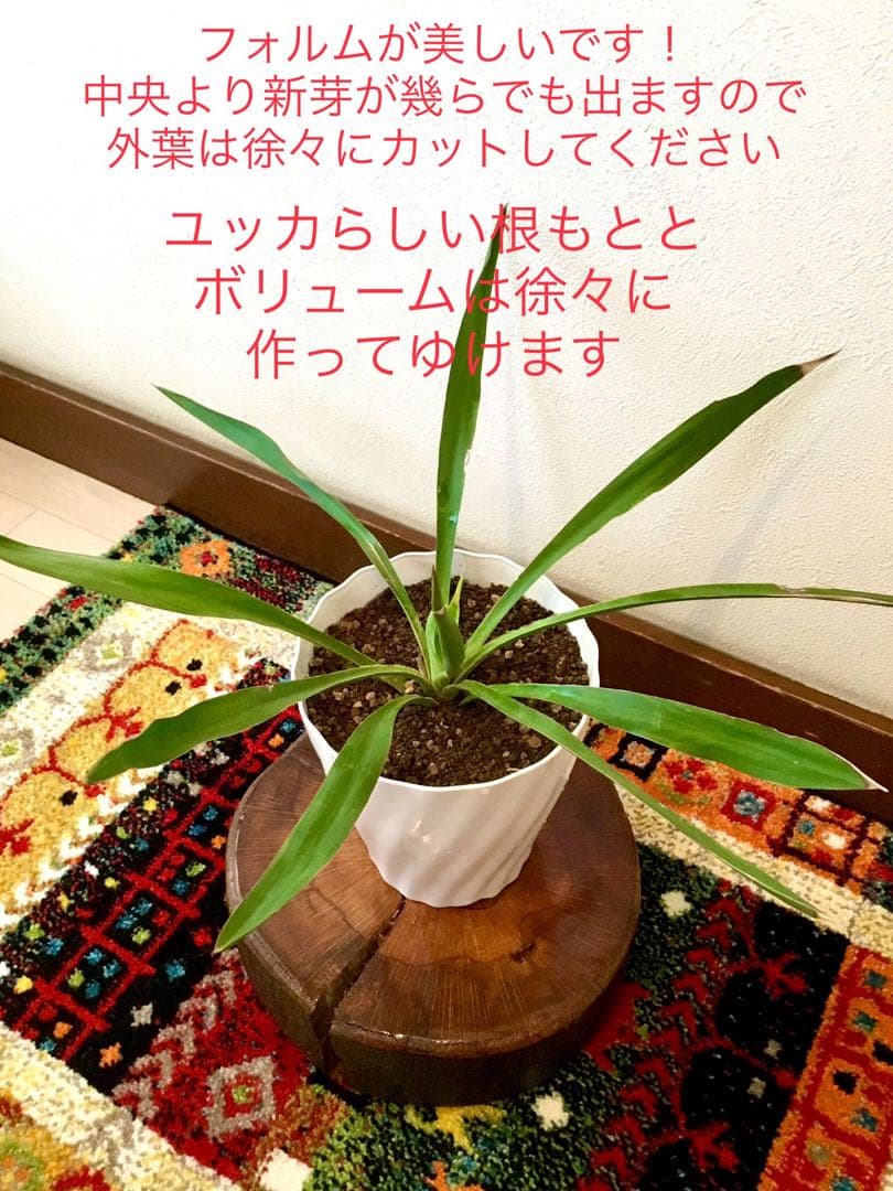 完売　発根済み超優良株＊根は頑丈で巨大【ユッカ グロリオサ/アツバキミガヨラン】