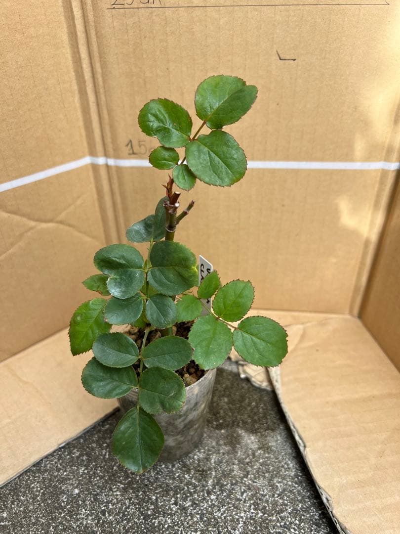 モン&ミーママ様専用」切り花品種バラ苗 レアバラ 3点