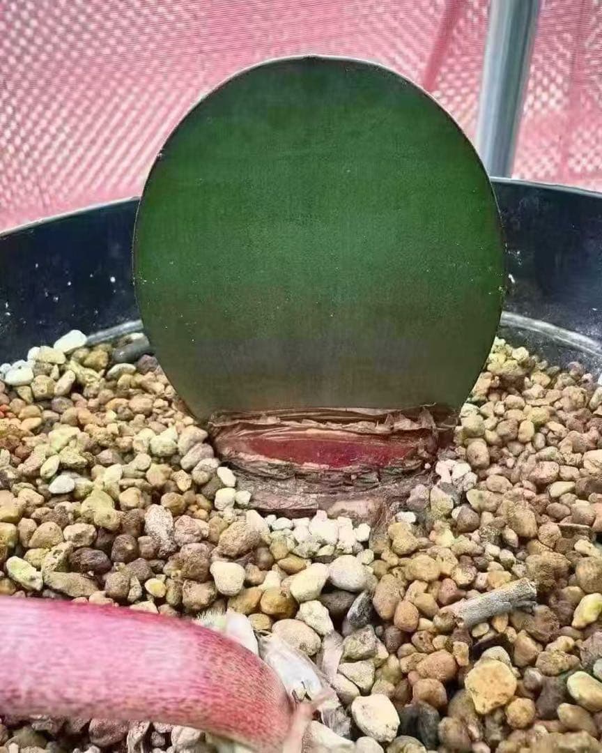 519珍奇植物ハエマンサス ノルティエリHaemanthus nortieri Haemanthus nortieri/ハエマンサス・ノルティエリ 3年ぐらい前に輸入