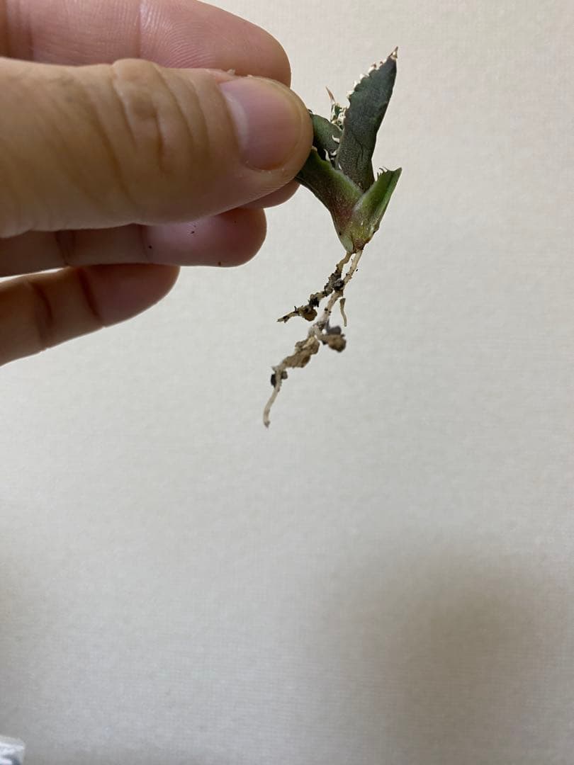 アガベ　ivory wa 子株　cj special 大白鯊　ホオジロザメ　冰雹