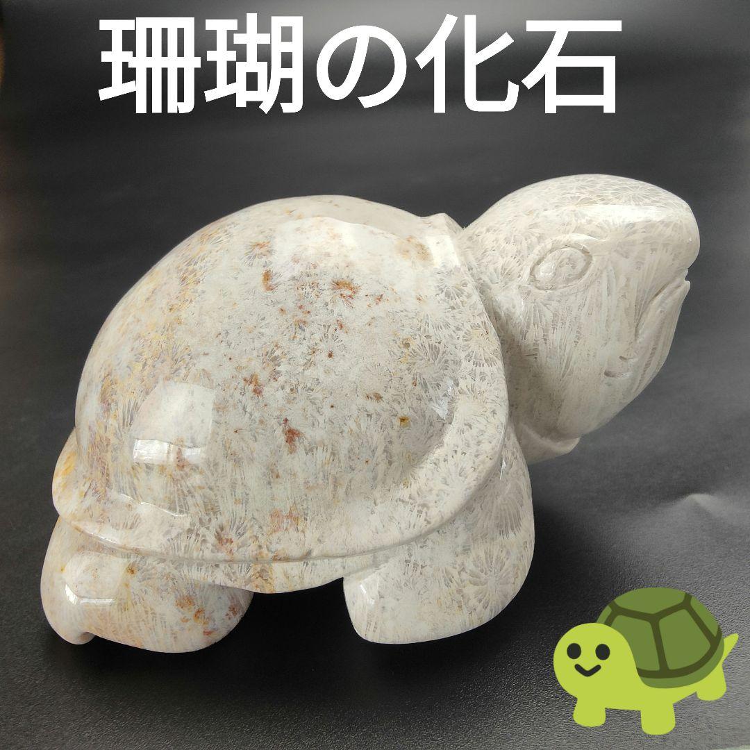 2 サンゴの化石　亀　(大)　天然石　 菊目石　珊瑚　コラール　縁起物　魔除け 化石サンゴとは | 有限会社 北海道コーラル
