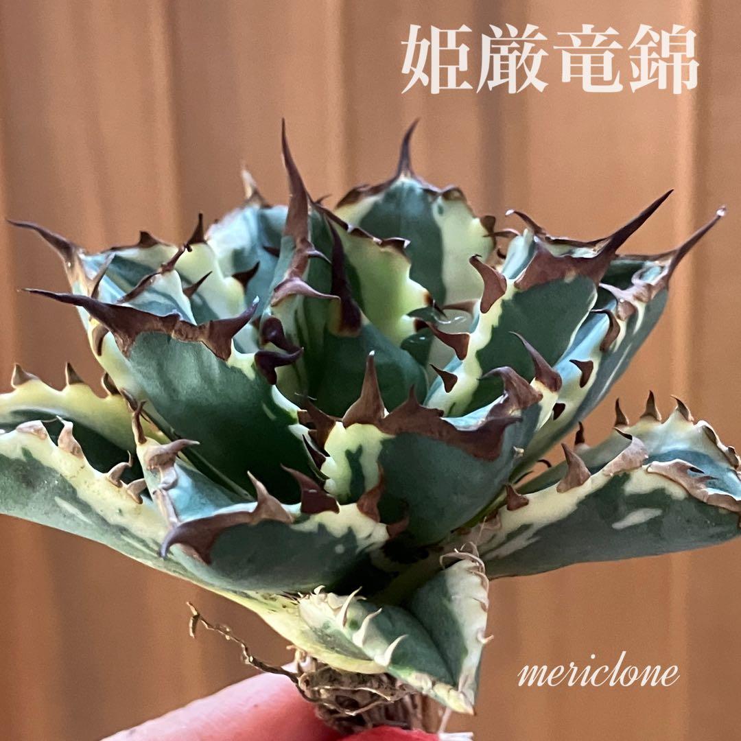 J*o様 【週末オークション】特選　サイズ大　アガべ　姫厳竜錦　覆輪斑　TC 永 2026年最新】厳竜錦の人気アイテム - メルカリ