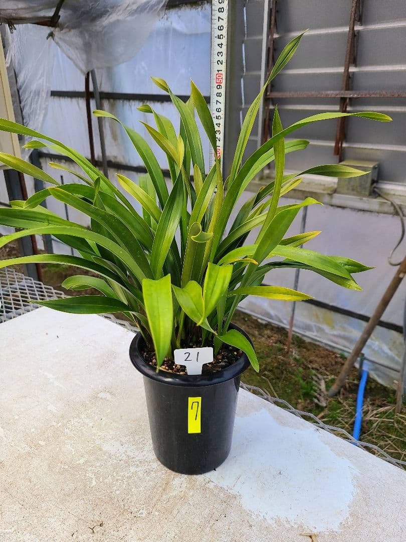 ぽんた HONDA×PANDIESTAコラボの新作アイテム、バリエーション豊富な