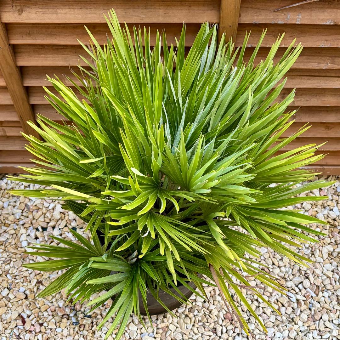 チャメロプス ボルケーノ チャボトウジュロ(チャメロプス) ボルケーノ 【観葉植物 7号／1個売り