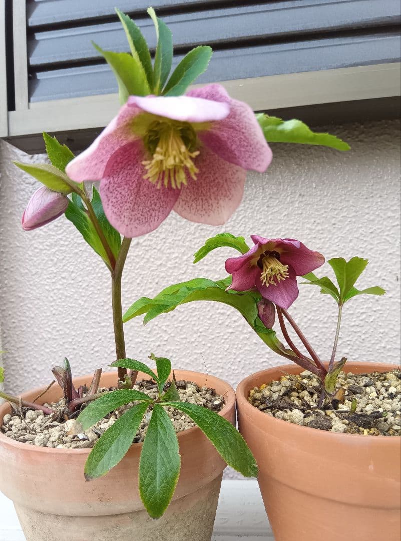 クリスマスローズ 抜き苗 ちょっと違うピンク色の二株 - メルカリ