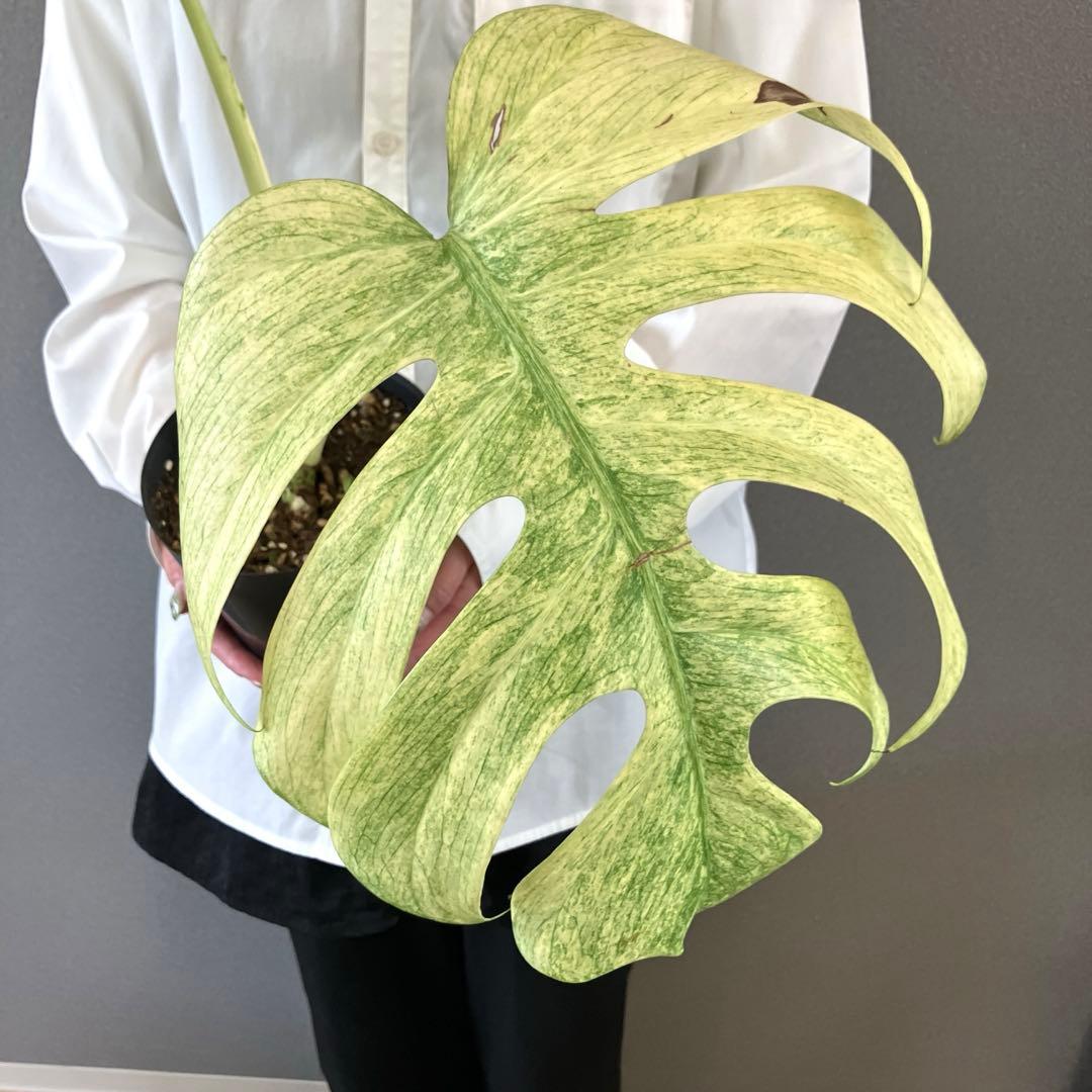 ☆*☆様 超絶希少❗️サイズ大❗️美株❗️モンステラ　フルミント✨