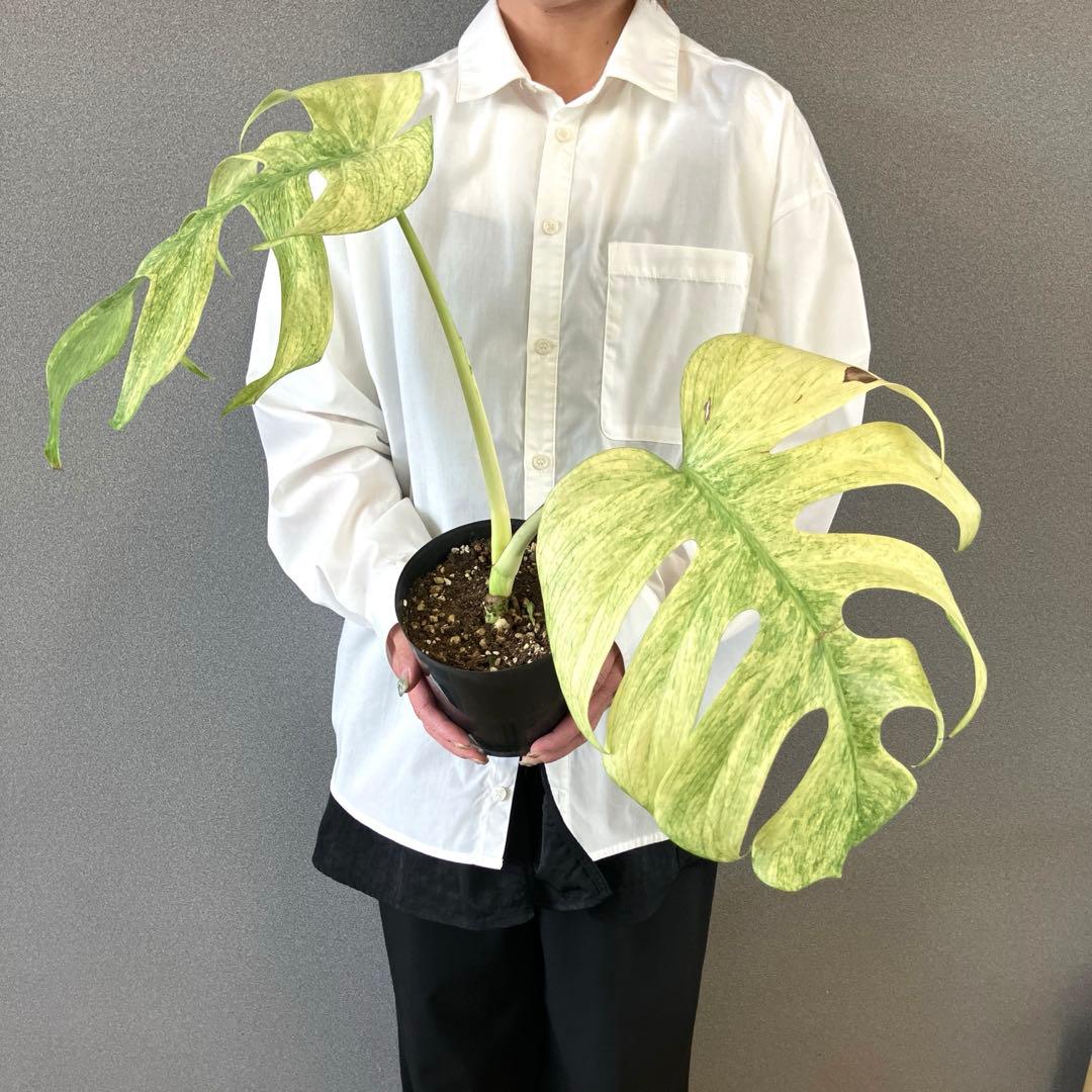 ☆*☆様 超絶希少❗️サイズ大❗️美株❗️モンステラ　フルミント✨