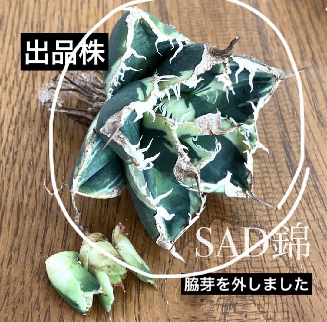 超選抜【速達】特大 優秀株 太棘 アガべ チタノタ SAD錦 覆輪斑 TC