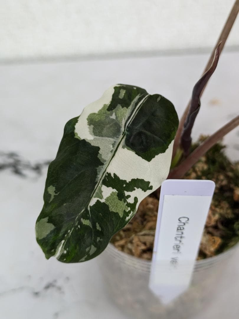 レア】アロカシア シャントリエリ 斑入り