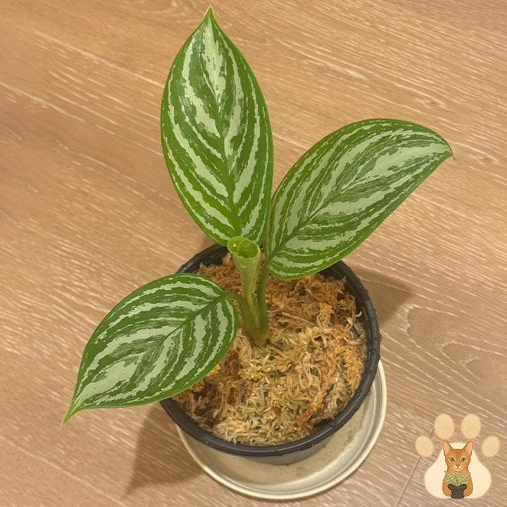 り*ふ様 今だけ！価格変更【美株・純血統子株】アグラオネマ・カーティシー 【親株