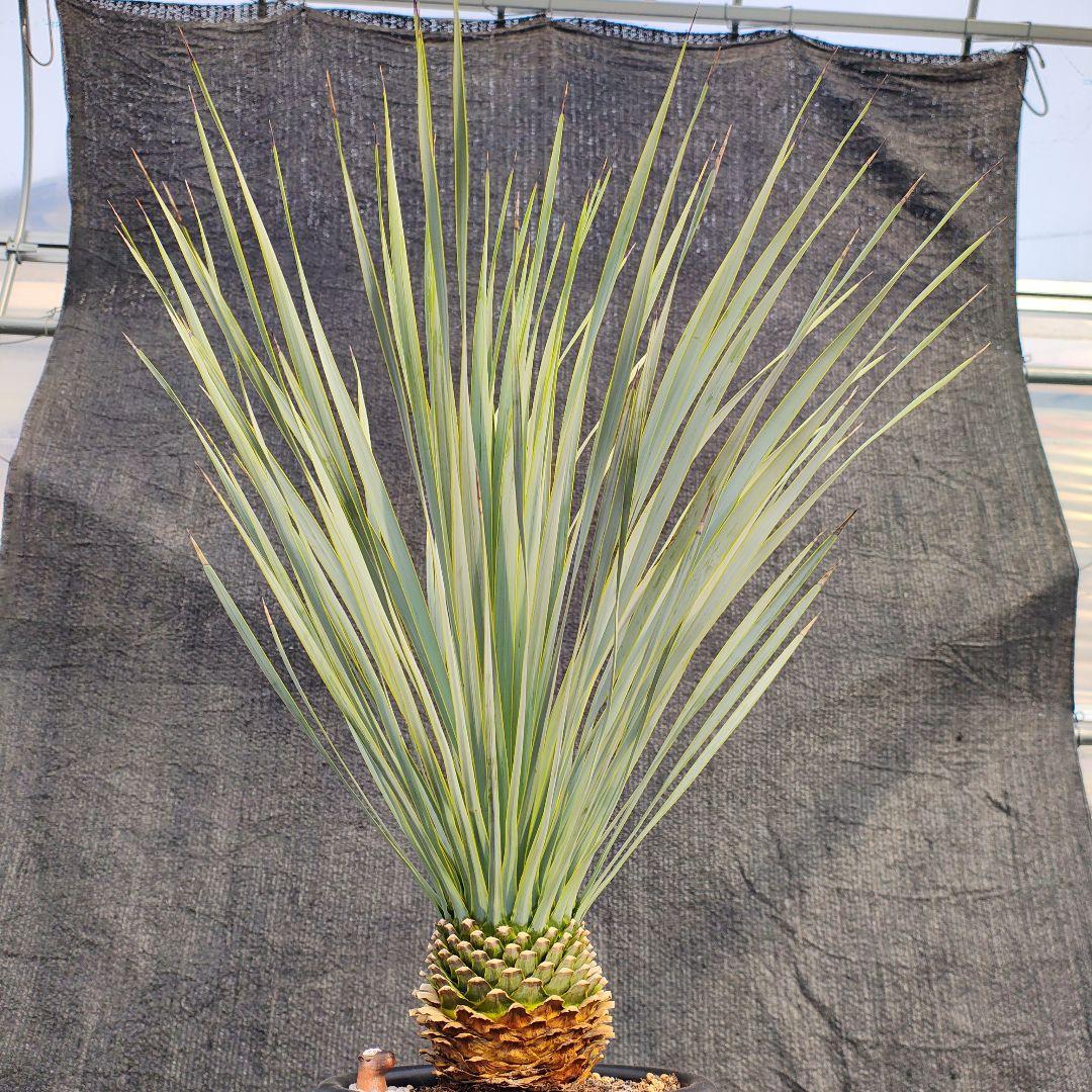 h*o様 ユッカ ロストラータ Hybrid No.2 - メルカリ