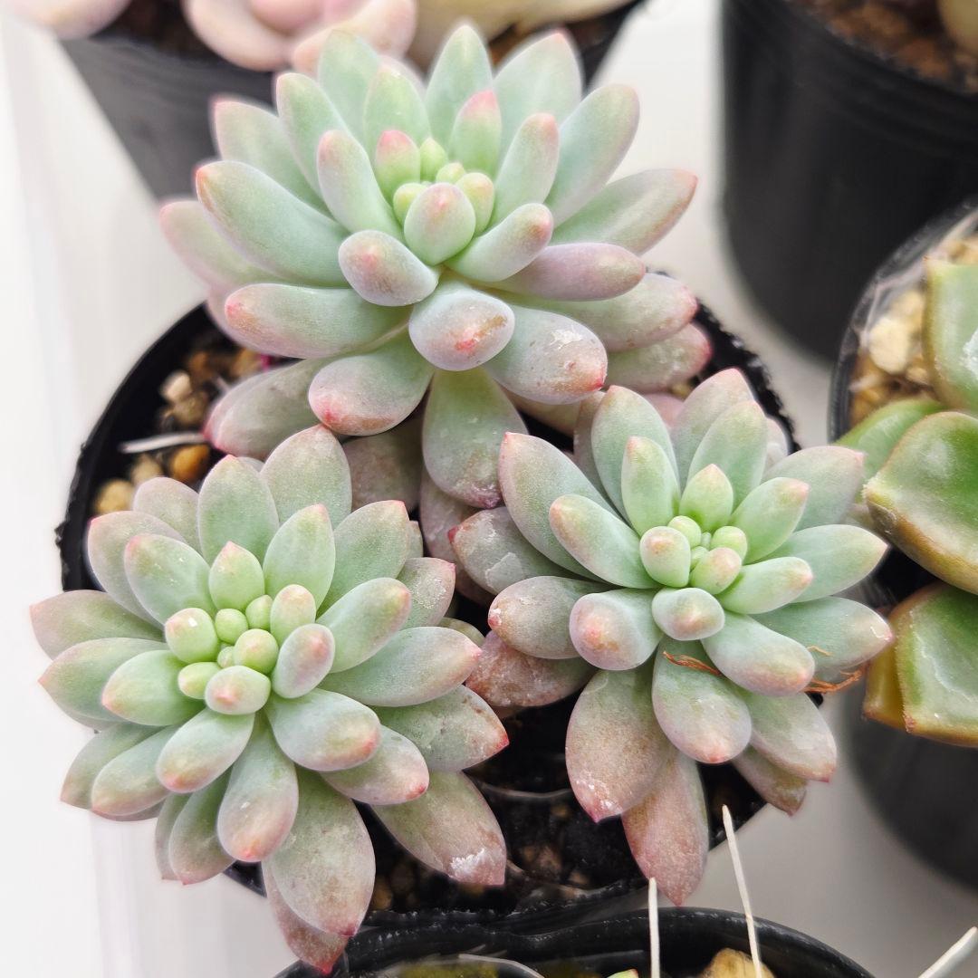 ㊸全15苗 つぶつぶ屋さん 萌牡丹❣️あられ❣️姫花火❣️発