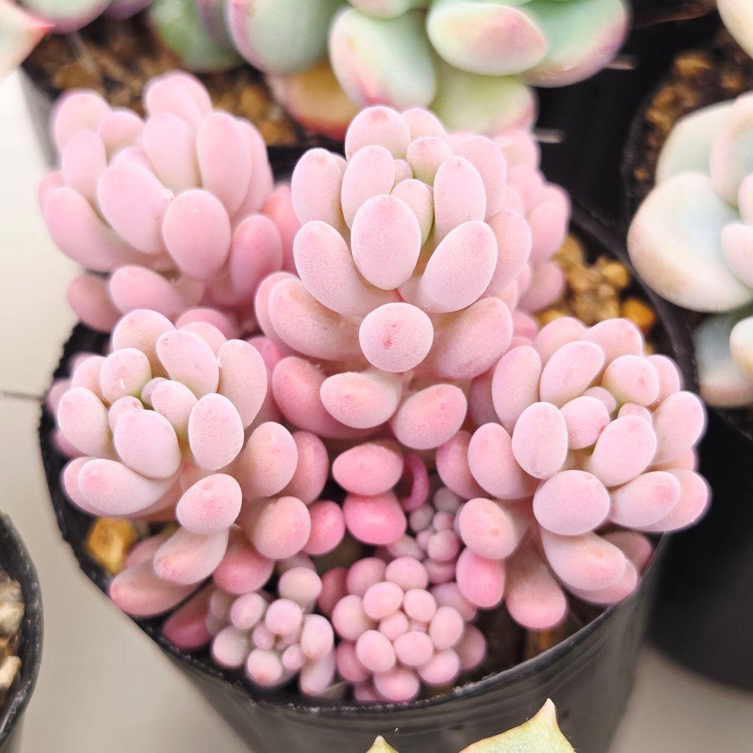 ㊸全15苗 つぶつぶ屋さん 萌牡丹❣️あられ❣️姫花火❣️発