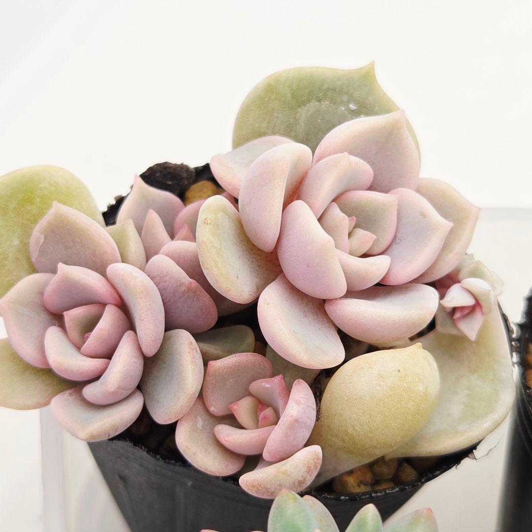 ㊸全15苗 つぶつぶ屋さん 萌牡丹❣️あられ❣️姫花火❣️発