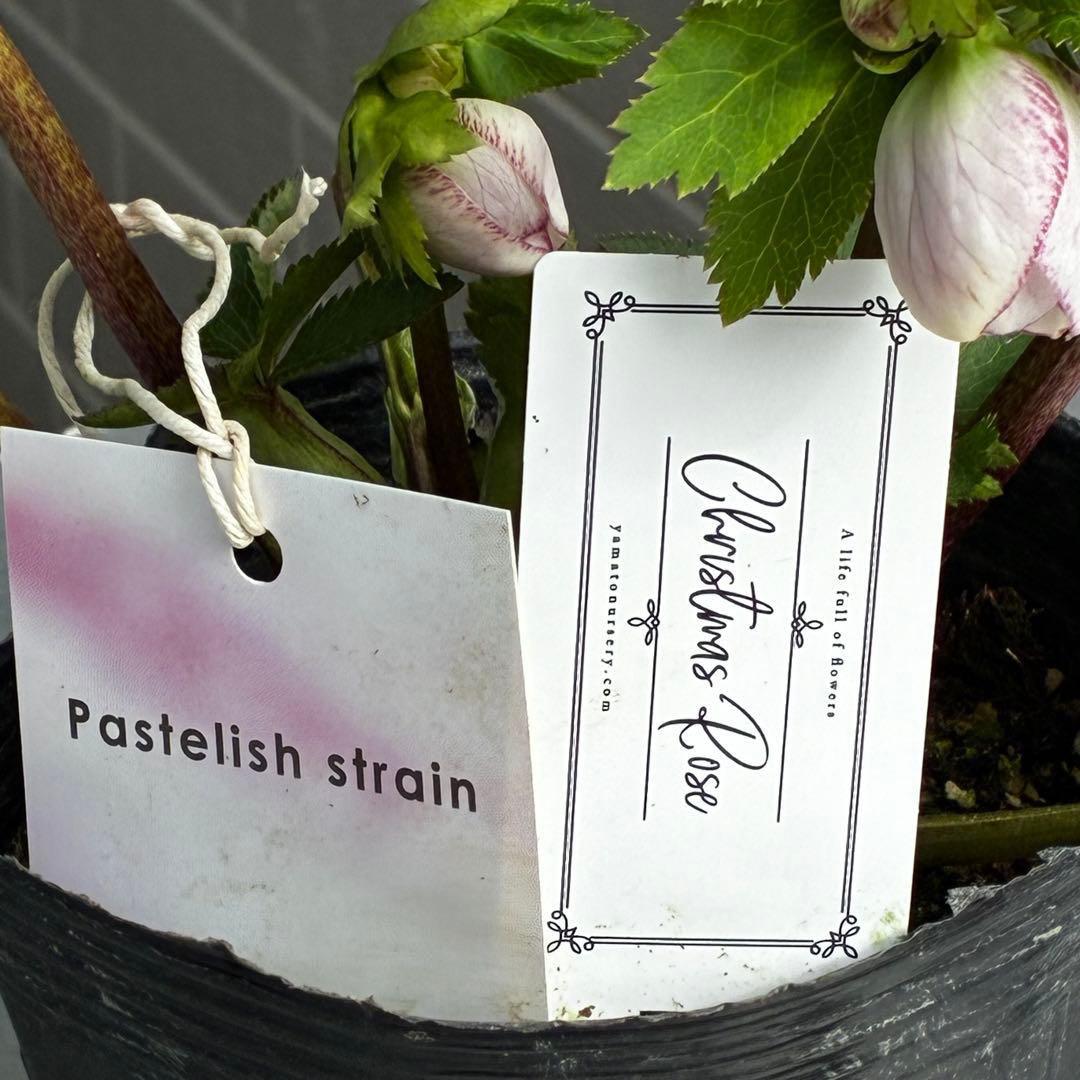 か*み様 3560☘️蕾花タグ付き☘️パステリッシュストレイン⭐️小輪⭐️優しい