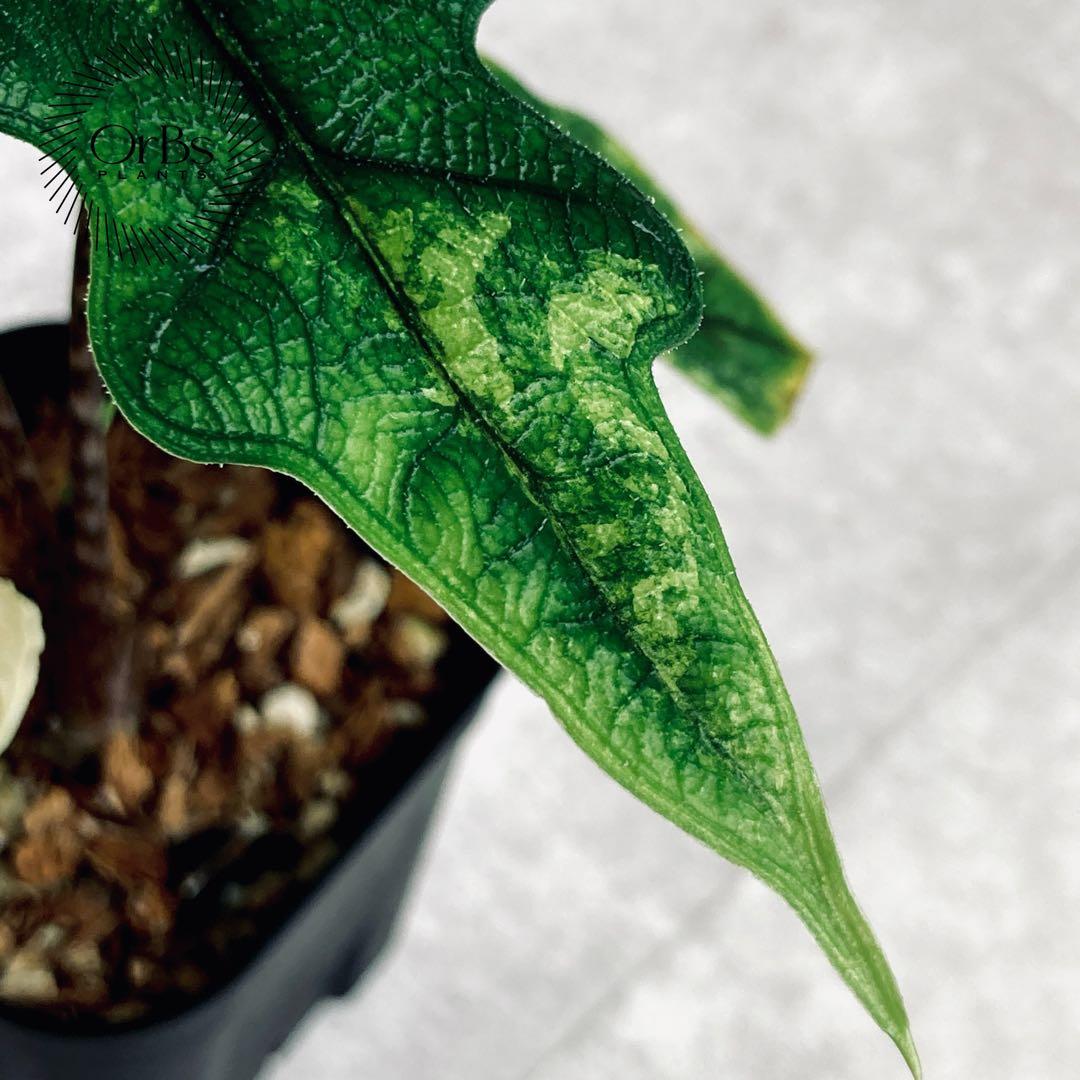 アロカシア ジャックリン斑入り バリエガータ ※鉢のまま発送 - メルカリ